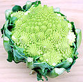 Romanesco Broccoli.jpg