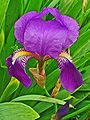 Iris germanica 0003.JPG