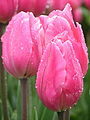 Pink tulips closed.jpg
