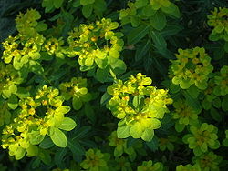 Euphorbia hierosolymitania.JPG