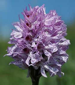 Orchis tridentata 03 mg-k.jpg