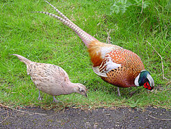 Male and female pheasant.jpg