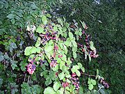 Blackberry with fruits2.jpg