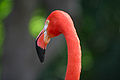 Lightmatter flamingohead.jpg