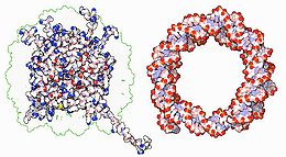 Nucleosome (opposites attracts).JPG