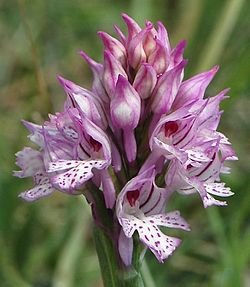 Orchis tridentata 06 mg-k.jpg